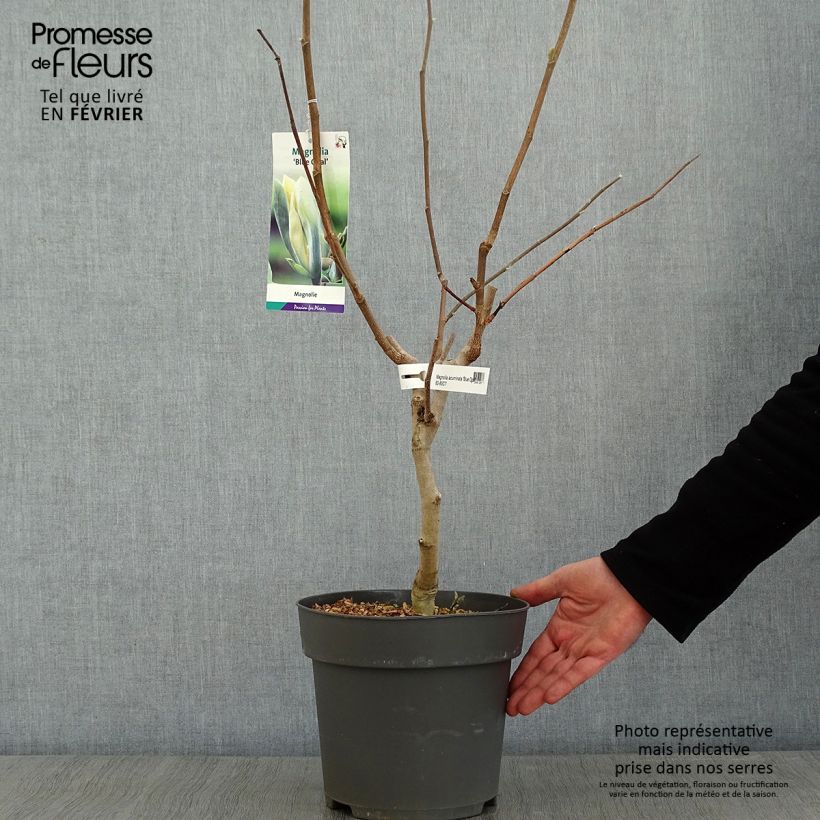 Spécimen de Magnolia acuminata Blue Opal Pot de 7,5L/10L tel que livré en hiver