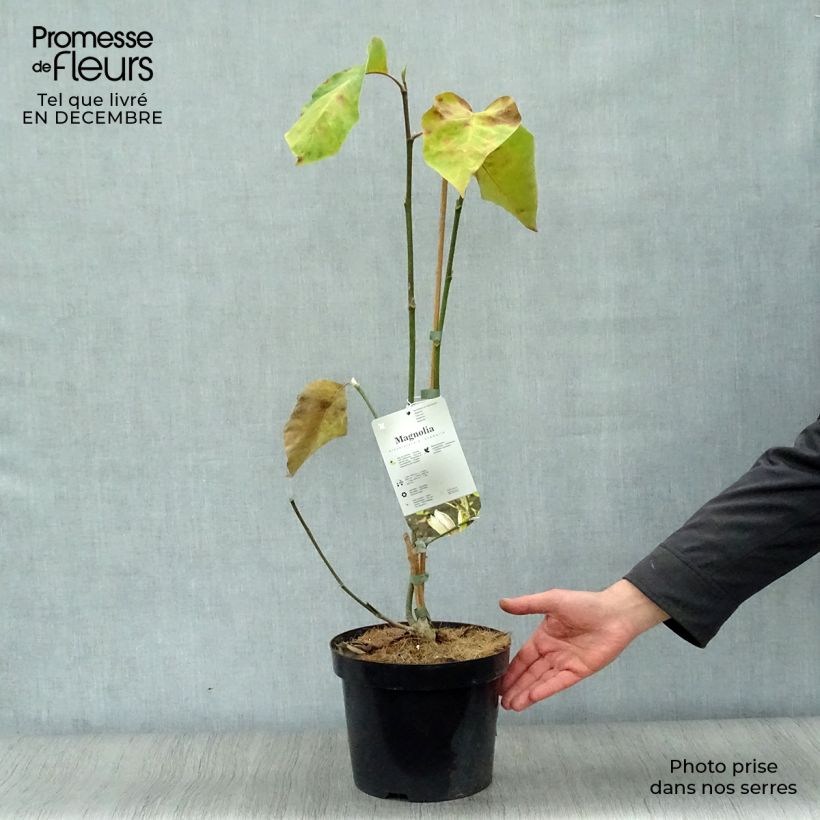 Spécimen de Magnolia brooklynensis Eva Maria Pot de 4L/5L tel que livré en hiver