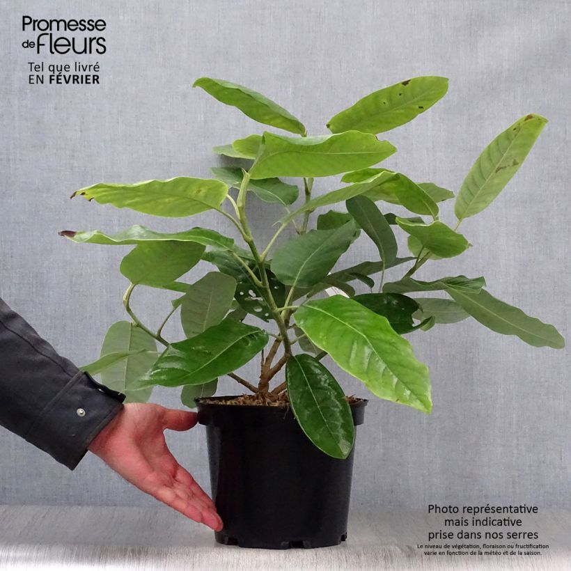 Spécimen de Magnolia delavayi - Magnolia de Chine  Pot de 3L/4L tel que livré en hiver