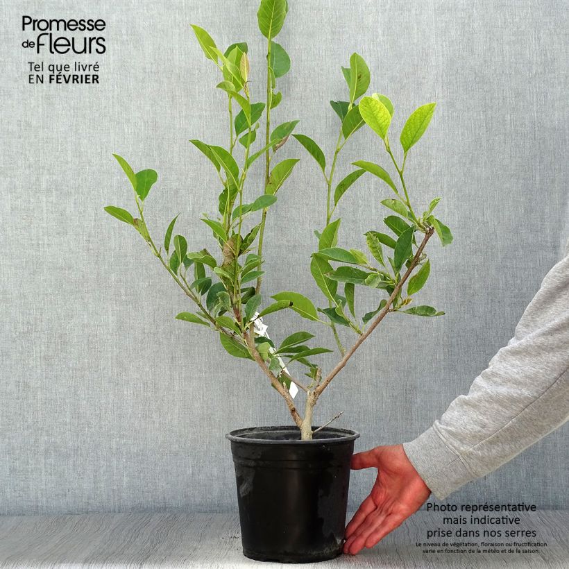 Spécimen de Magnolia denudata Festirose Pot de 4L/5L tel que livré en automne