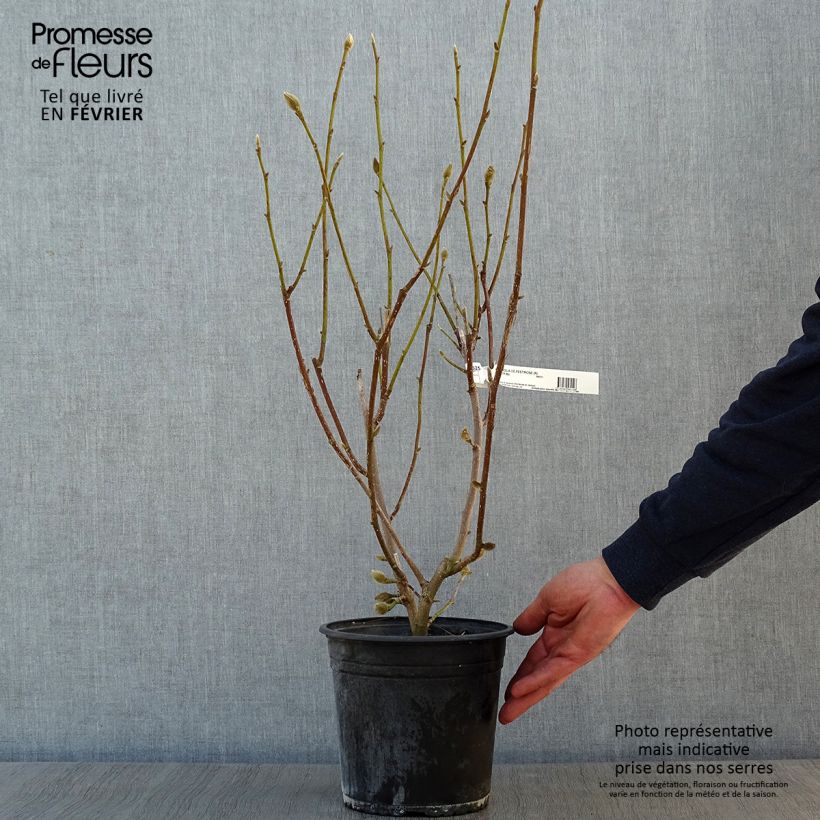 Spécimen de Magnolia denudata Festirose Pot de 4L/5L tel que livré en hiver