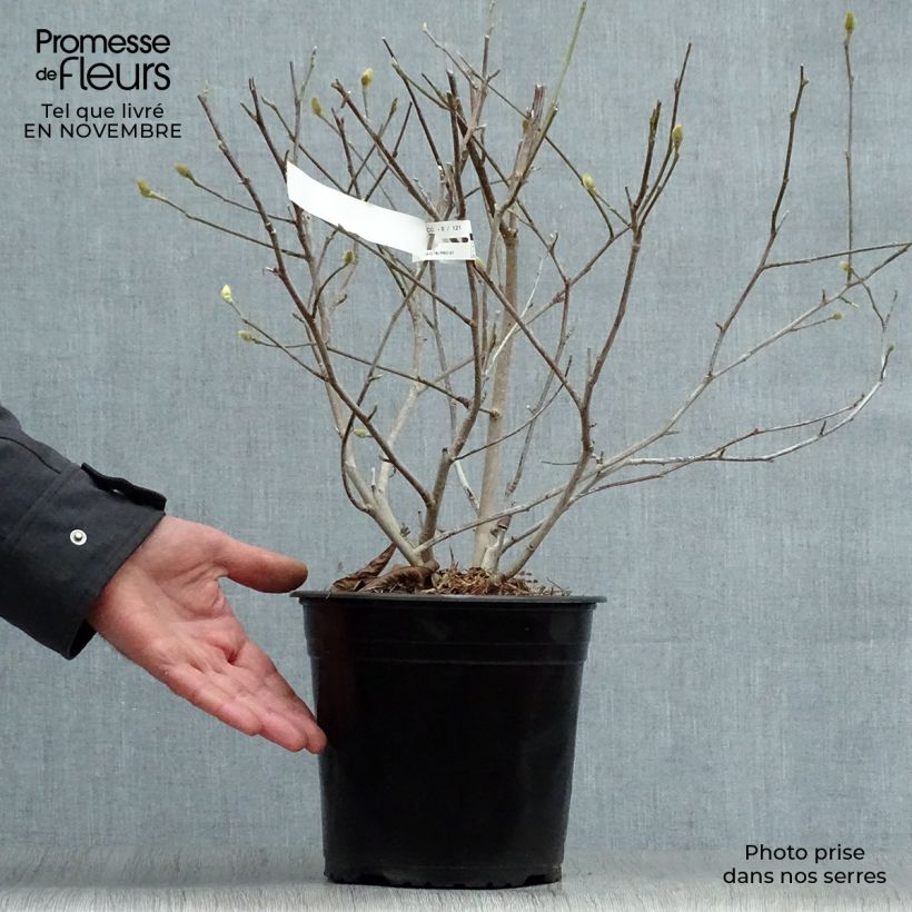 Spécimen de Magnolia étoilé - Magnolia stellata Waterlily Pot de 4L/5L tel que livré en automne