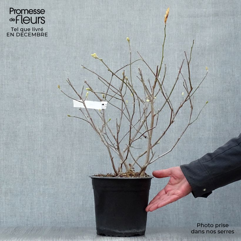 Spécimen de Magnolia étoilé - Magnolia stellata Waterlily Pot de 4L/5L tel que livré en hiver