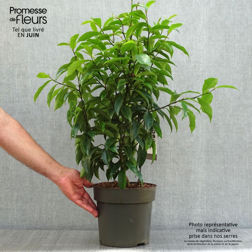 Spécimen de Magnolia figo Stellar Ruby Pot de 6L/7L tel que livré en été