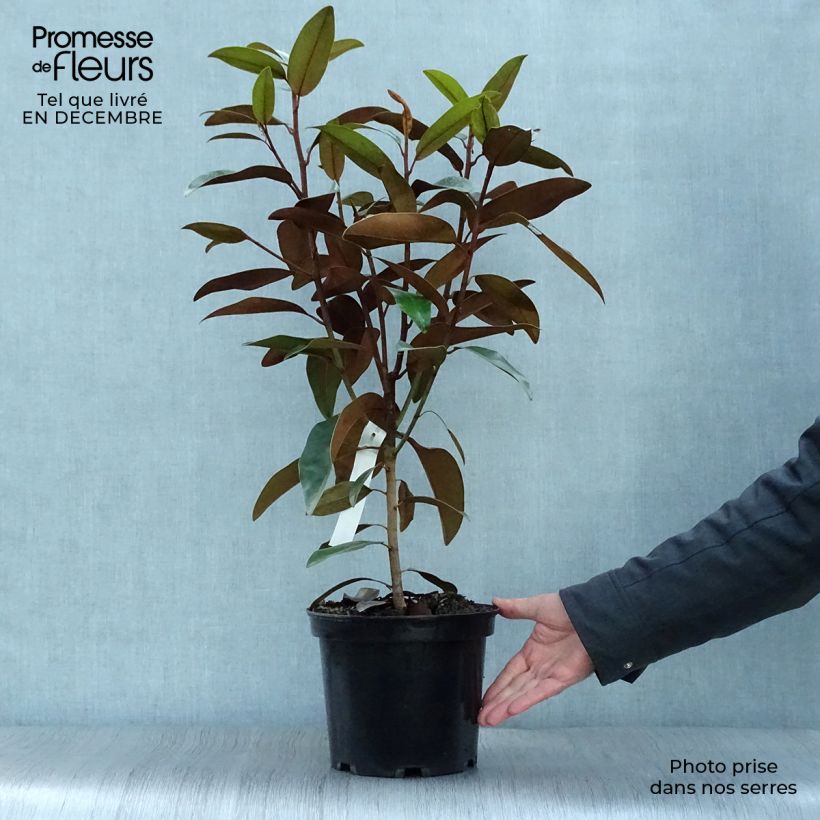 Spécimen de Magnolia grandiflora Alta Pot de 4L/5L tel que livré en hiver