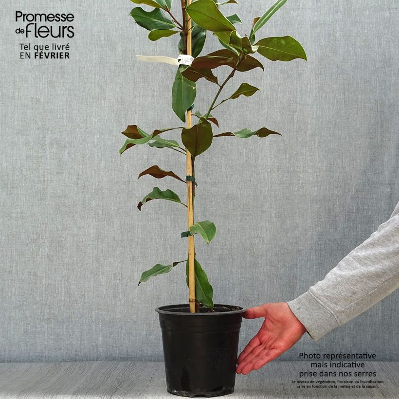 Spécimen de Magnolia grandiflora Bracken's Brown Beauty - Laurier-tulipier Pot de 4L/5L tel que livré en automne