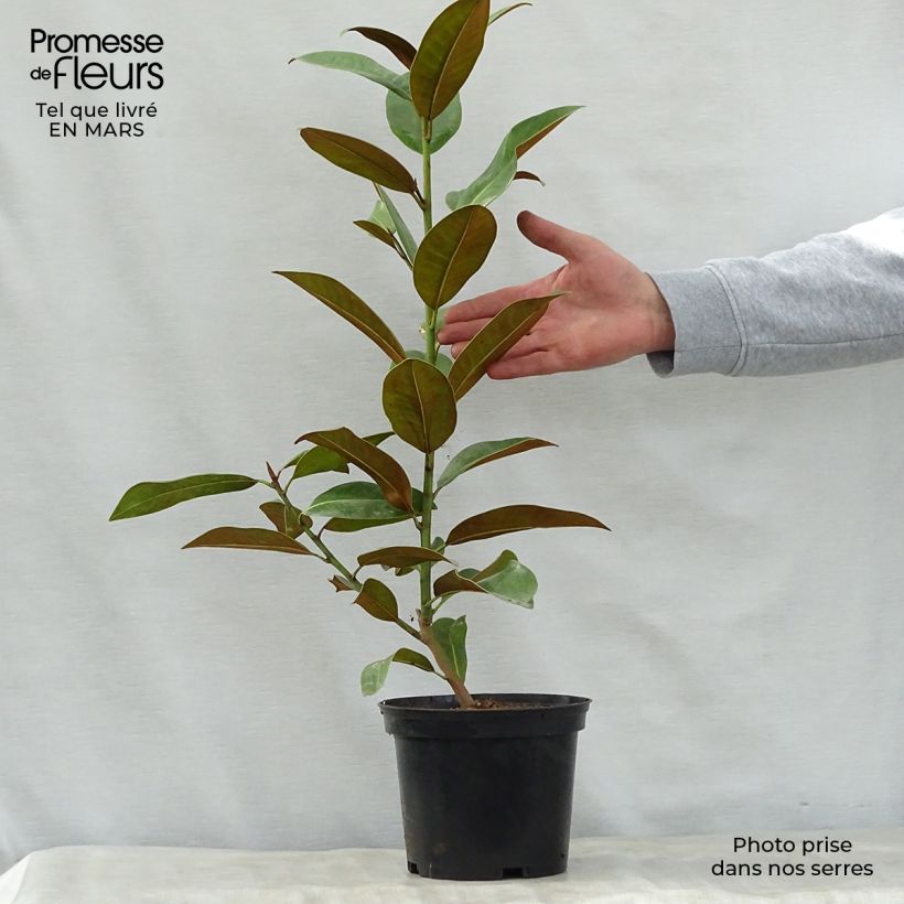 Spécimen de Magnolia grandiflora Ferruginea - Laurier-tulipier Pot de 1,5L/2L tel que livré au printemps