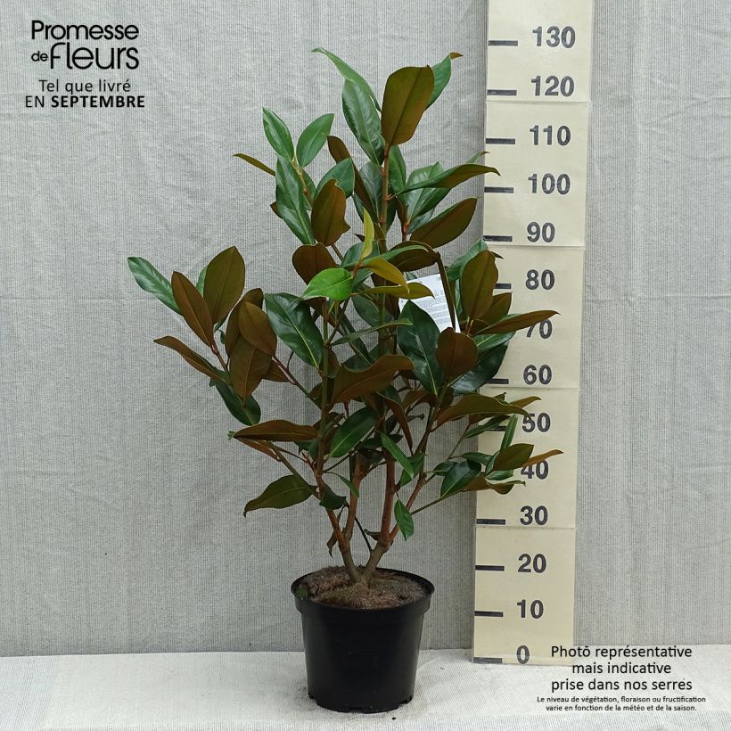 Spécimen de Magnolia grandiflora Galissonière Pot de 7,5L/10L tel que livré en été