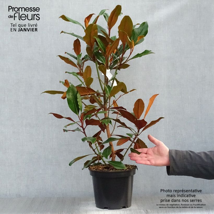 Spécimen de Magnolia grandiflora Kay Parris - Magnolia persistant Pot de 4L/5L tel que livré en hiver