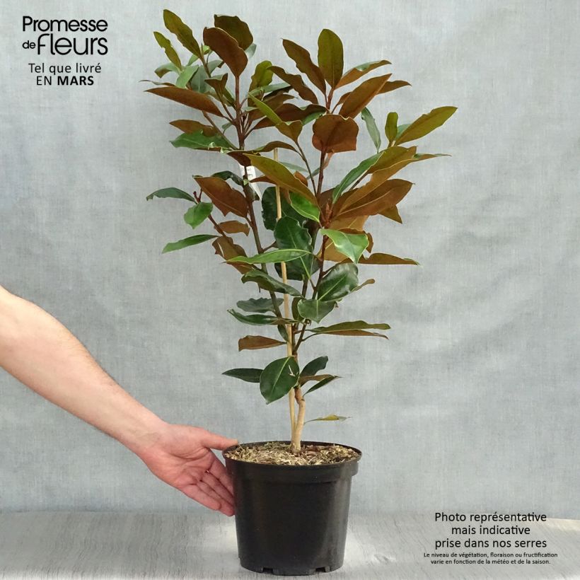 Spécimen de Magnolia grandiflora Little Gem - Magnolia nain Pot de 3L/4L tel que livré au printemps