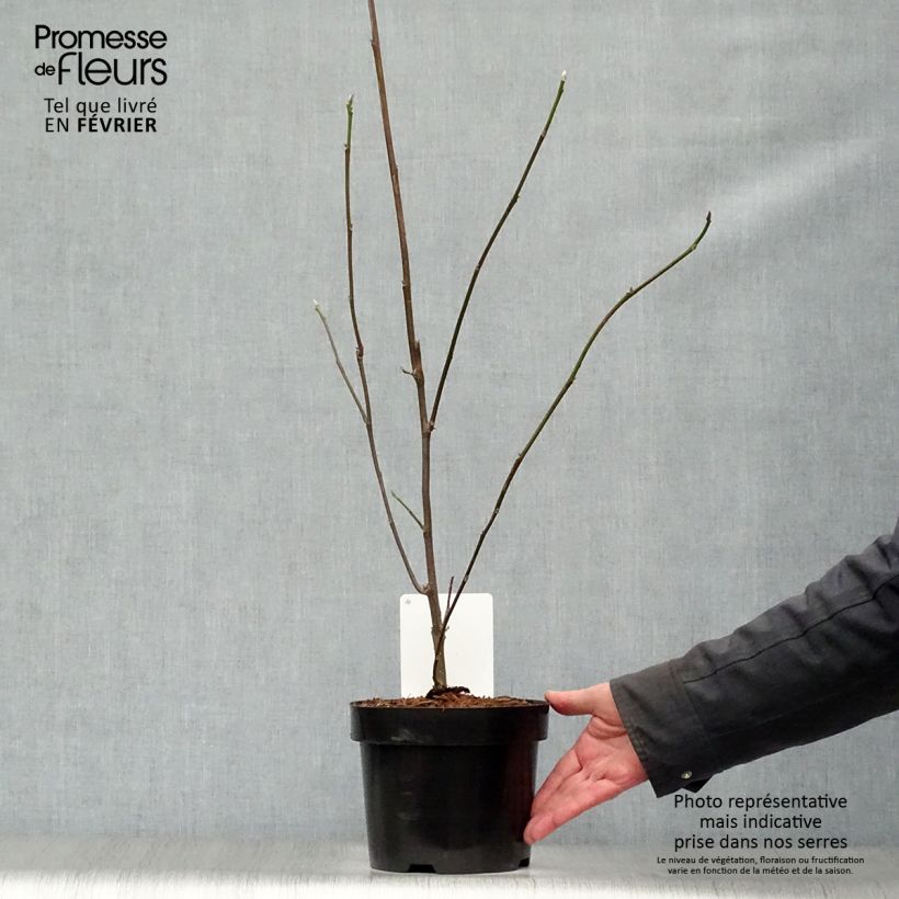 Spécimen de Magnolia liliflora Nigra Pot de 3L/4L tel que livré en hiver