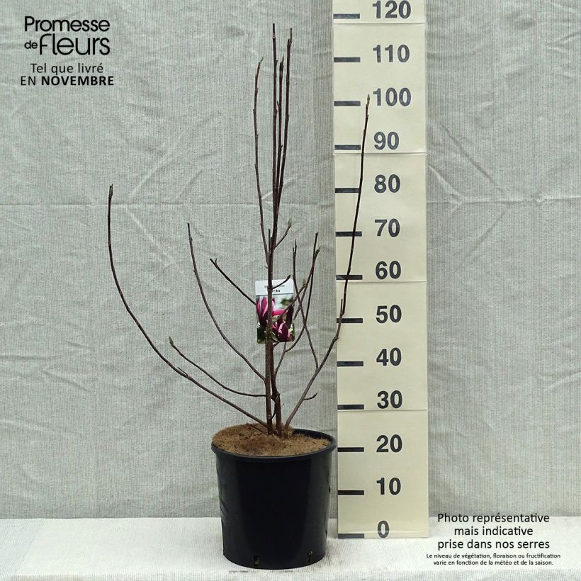 Spécimen de Magnolia liliflora Nigra Pot de 7,5L/10L tel que livré en automne