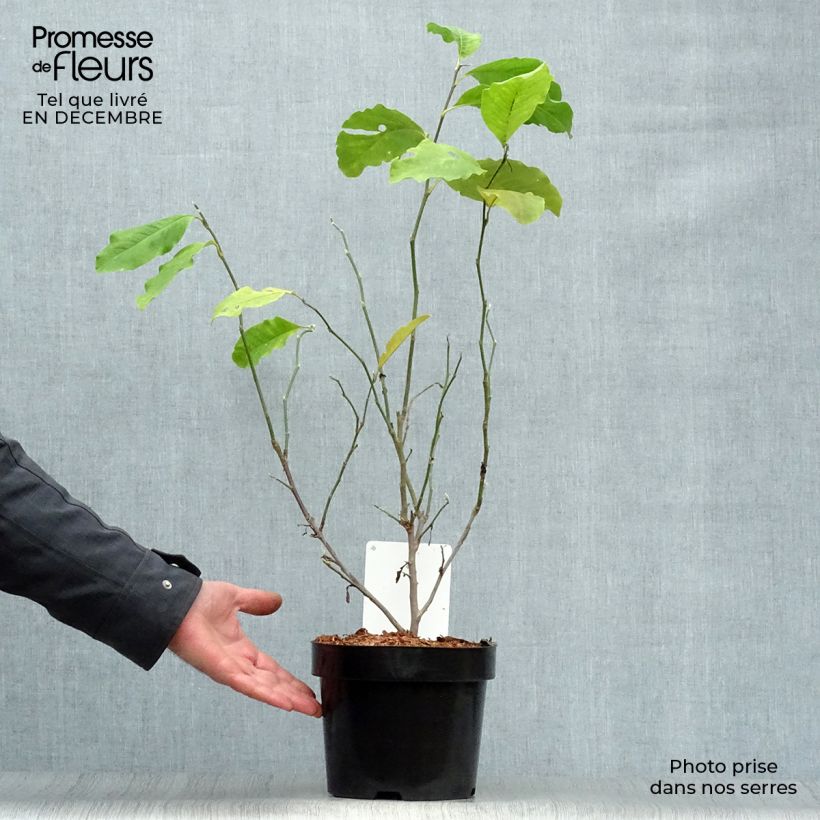 Spécimen de Magnolia loebneri Leonard Messel Pot de 3L/4L tel que livré en hiver