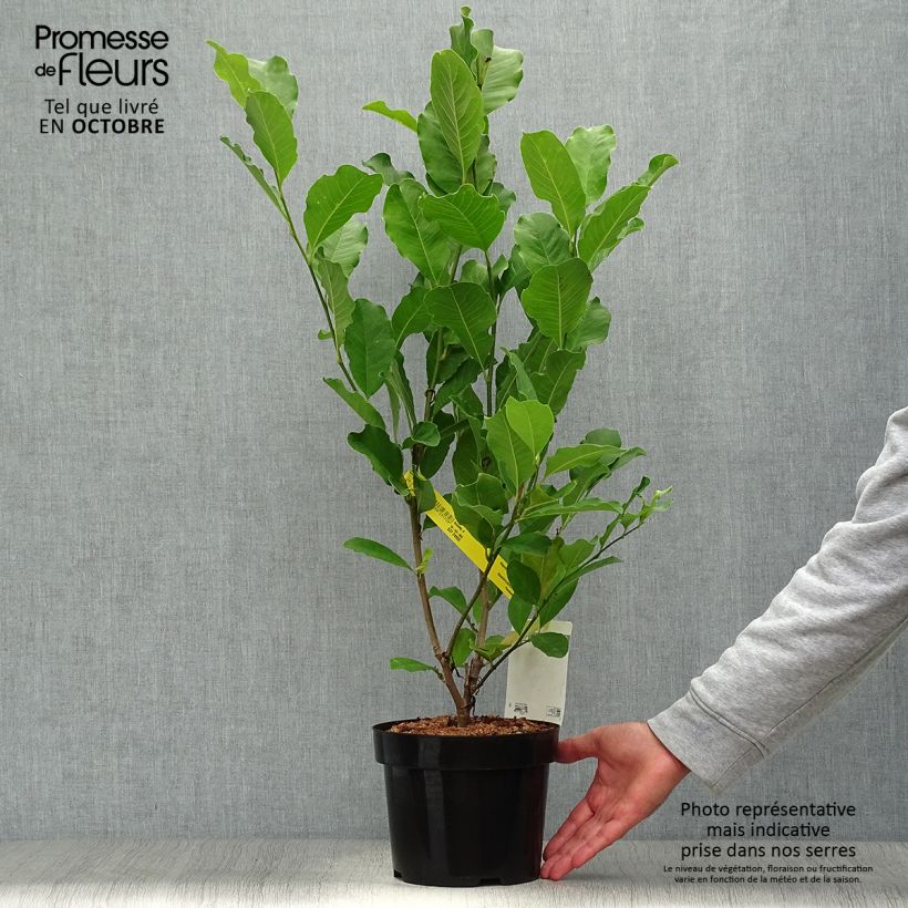 Spécimen de Magnolia loebneri Leonard Messel Pot de 3L/4L tel que livré en automne