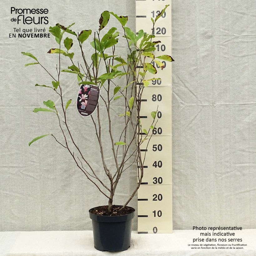 Spécimen de Magnolia loebneri Leonard Messel Pot de 6L/7L tel que livré en automne