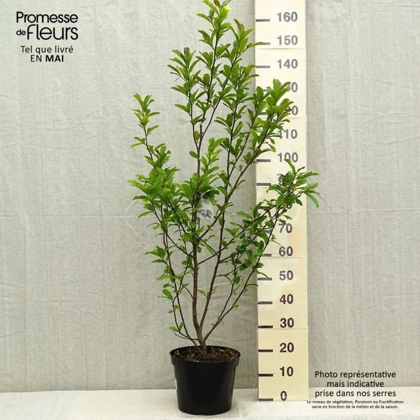 Spécimen de Magnolia loebneri Leonard Messel Pot de 6L/7L tel que livré au printemps