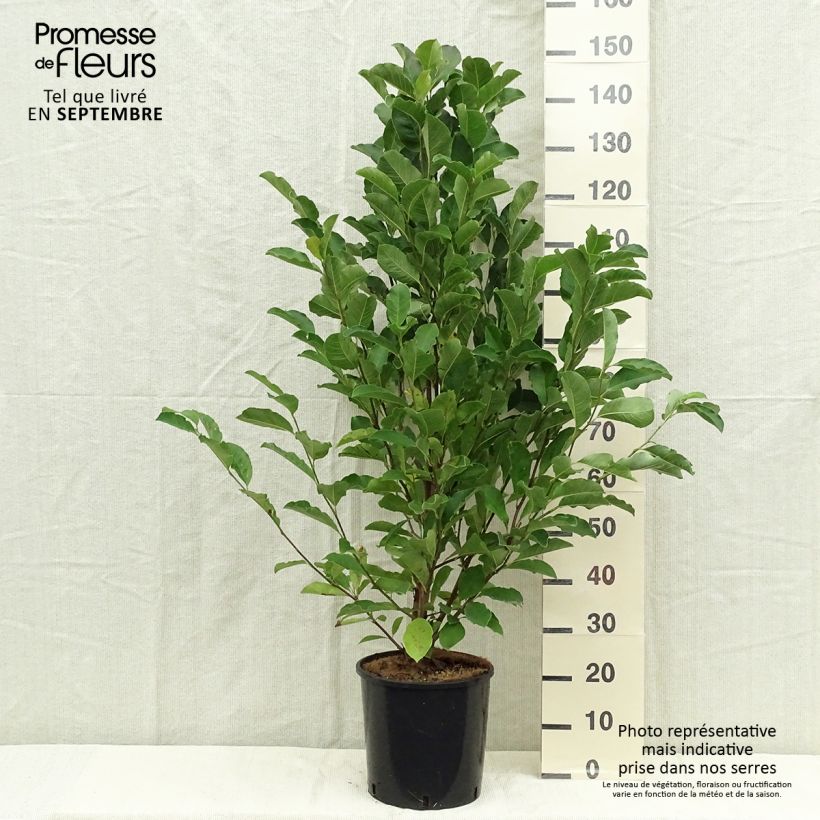 Spécimen de Magnolia loebneri Merrill Pot de 7,5L/10L tel que livré en automne