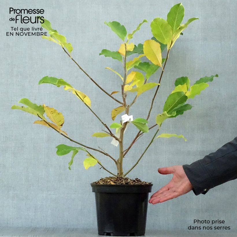 Spécimen de Magnolia loebneri Wildcat Pot de 4L/5L tel que livré en automne