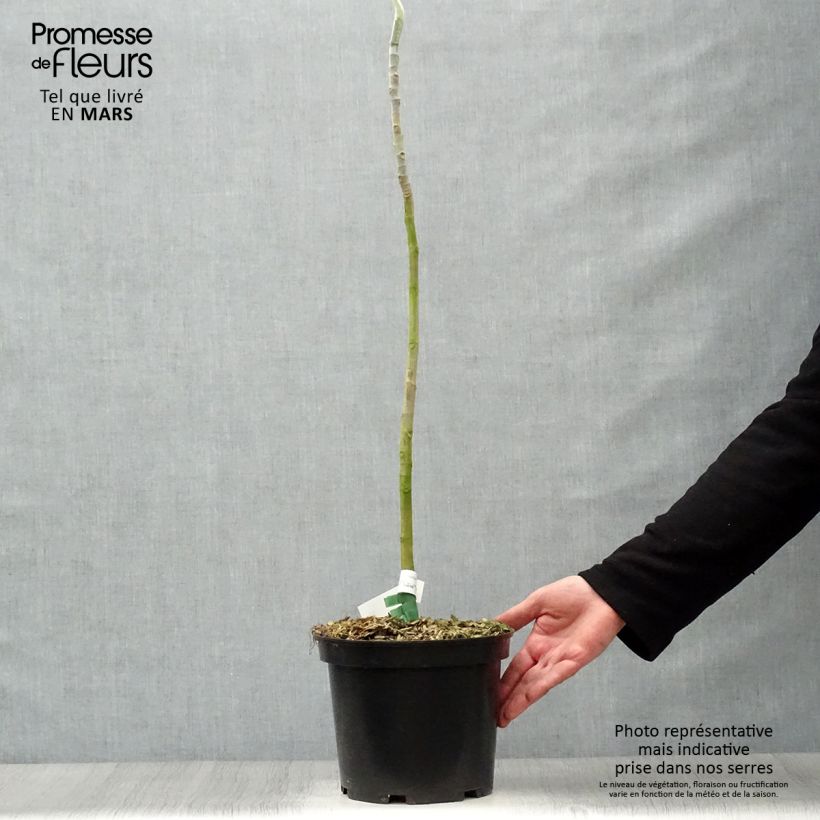 Amostra de Magnolia macrophylla Vaso de 4 L/5 L tal como entregue na primavera