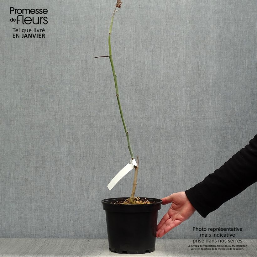 Spécimen de Magnolia macrophylla subsp. ashei - Magnolia à grandes feuilles Pot de 4L/5L tel que livré en hiver