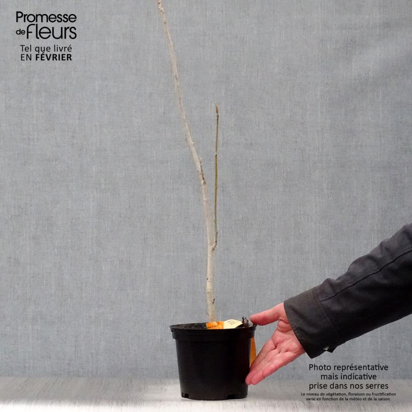 Spécimen de Magnolia officinalis biloba - Magnolia officinal              Pot de 4L/5L tel que livré en hiver