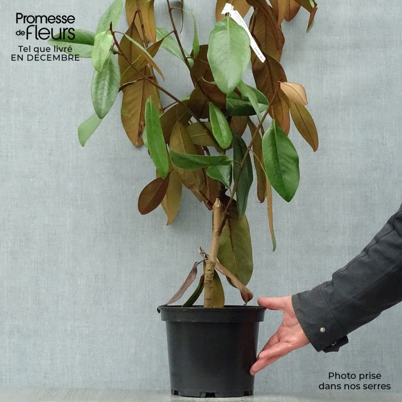 Spécimen de Magnolia persistant D.d. blanchard - Magnolias grandiflora Pot de 4L/5L tel que livré en hiver