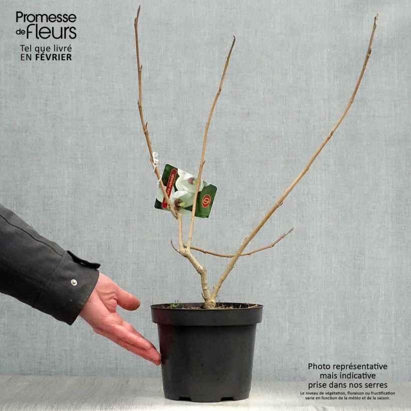 Spécimen de Magnolia sieboldii Pot de 3L/4L tel que livré en hiver
