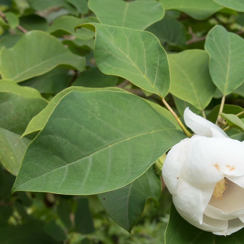 Magnolia sieboldii Colossus (Feuillage)