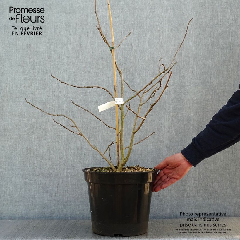 Spécimen de Magnolia sieboldii Colossus Pot de 12L/15L tel que livré en hiver