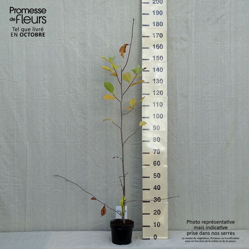 Spécimen de Magnolia soulangeana Alba Superba Pot de 3L/4L tel que livré en automne