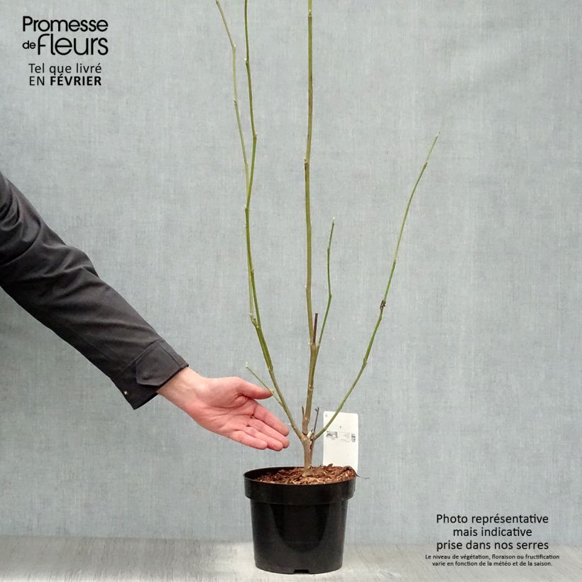 Spécimen de Magnolia soulangeana Alba Superba Pot de 3L/4L tel que livré en hiver