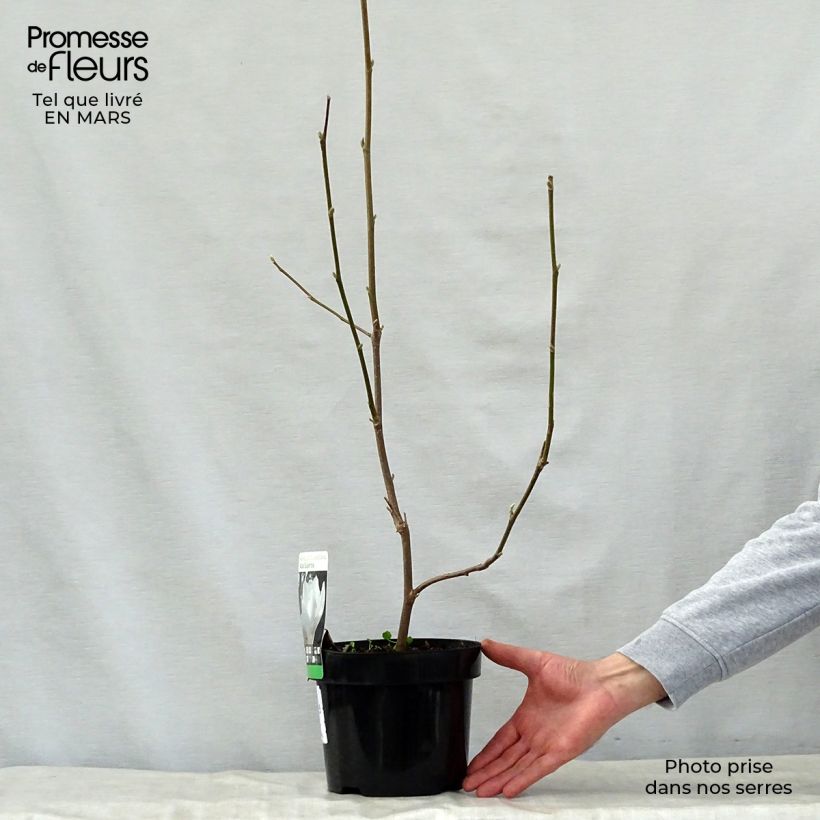 Magnolia soulangeana Alba Superba Vaso da 3L/4L esemplare consegnato in primavera