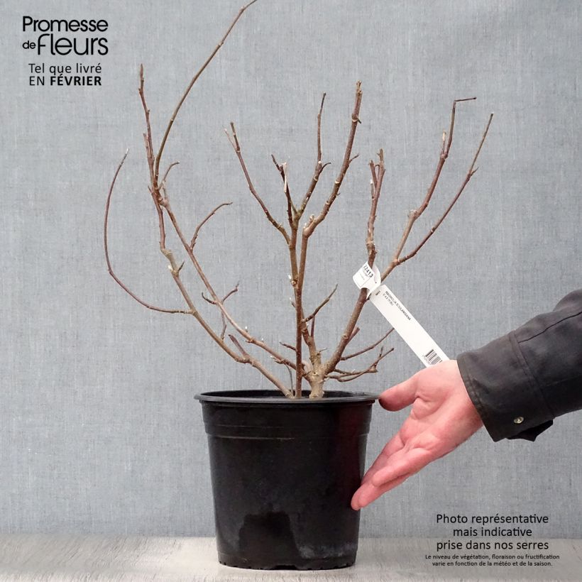 Spécimen de Magnolia soulangeana  - Magnolia de Soulange Pot de 3L/4L tel que livré en hiver