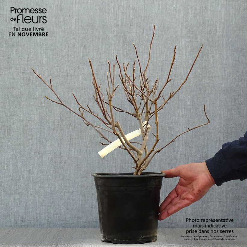Spécimen de Magnolia soulangeana  - Magnolia de Soulange Pot de 3L/4L tel que livré en automne
