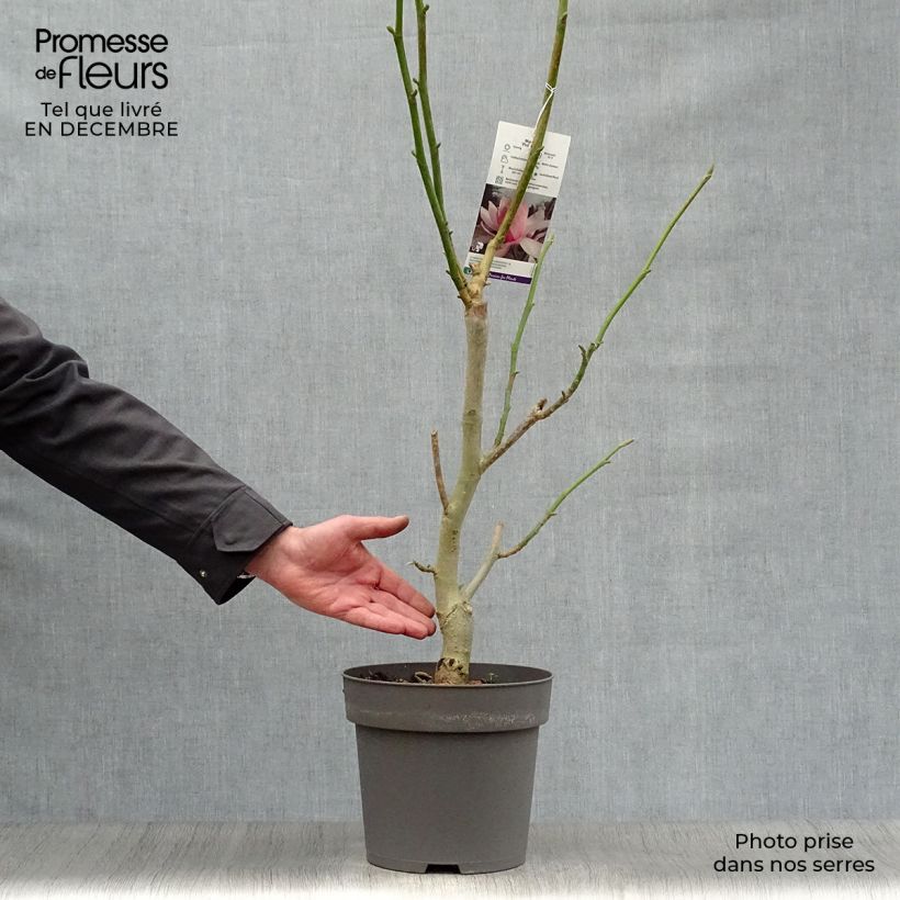 Spécimen de Magnolia sprengeri Pink Beauty Pot de 6L/7L tel que livré en hiver