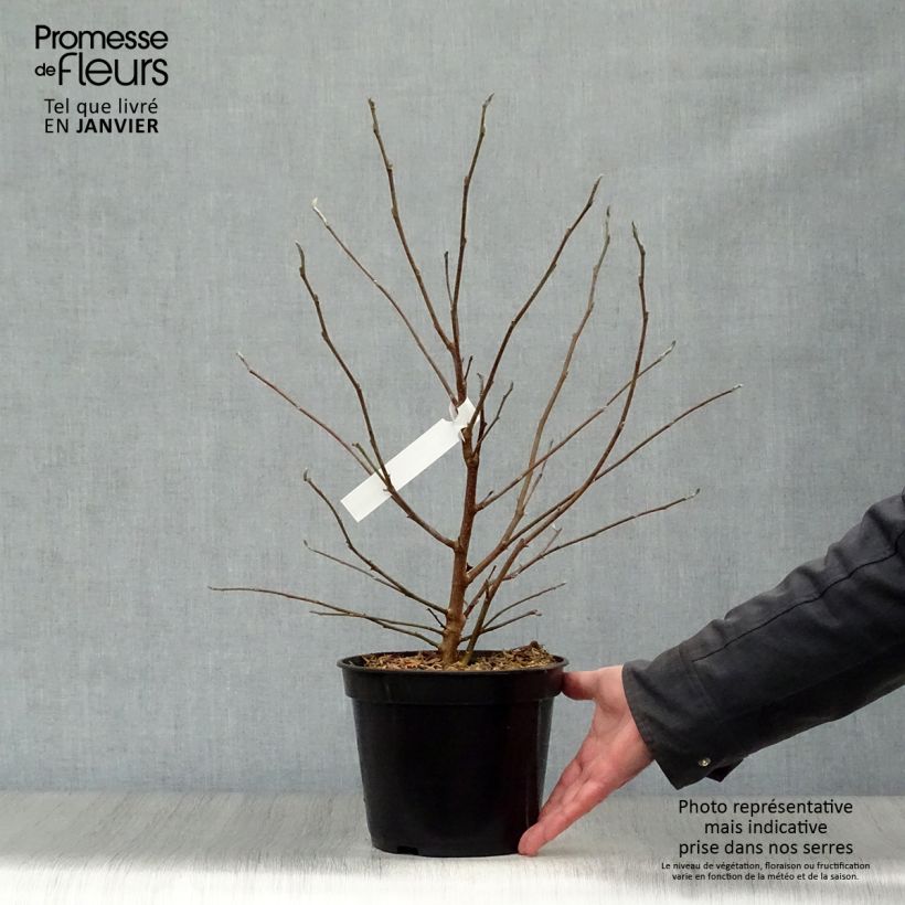 Spécimen de Magnolia stellata - Magnolia étoilé Pot de 2L/3L tel que livré en hiver