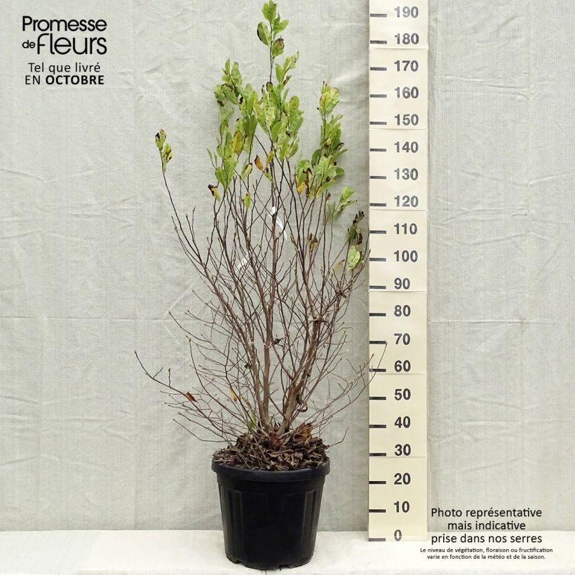 Spécimen de Magnolia stellata - Magnolia étoilé Pot de 20L/25L tel que livré en automne