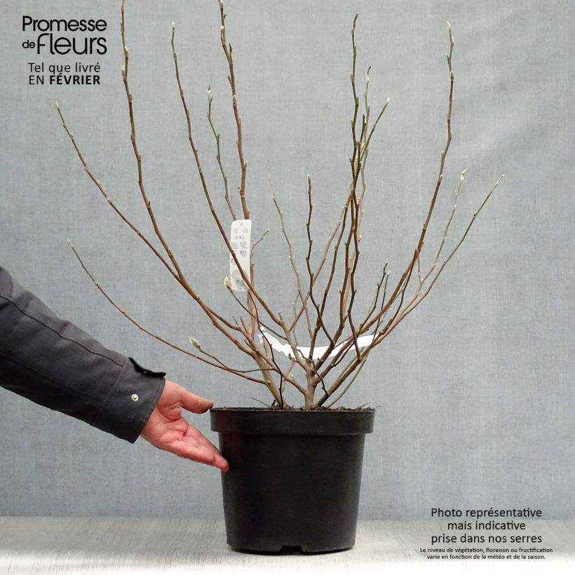 Spécimen de Magnolia stellata - Magnolia étoilé Pot de 7,5L/10L tel que livré en hiver