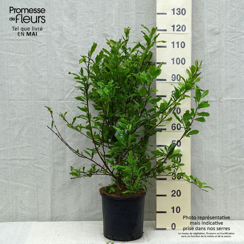 Amostra de Magnolia stellata Vaso de 7,5 L/10 L tal como entregue na primavera