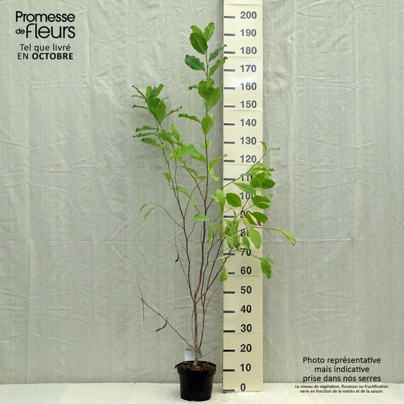 Spécimen de Magnolia stellata Rosea - Magnolia étoilé Pot de 2L/3L tel que livré en automne