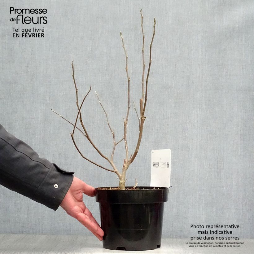 Spécimen de Magnolia stellata Royal Star  - Magnolia étoilé Pot de 3L/4L tel que livré en hiver