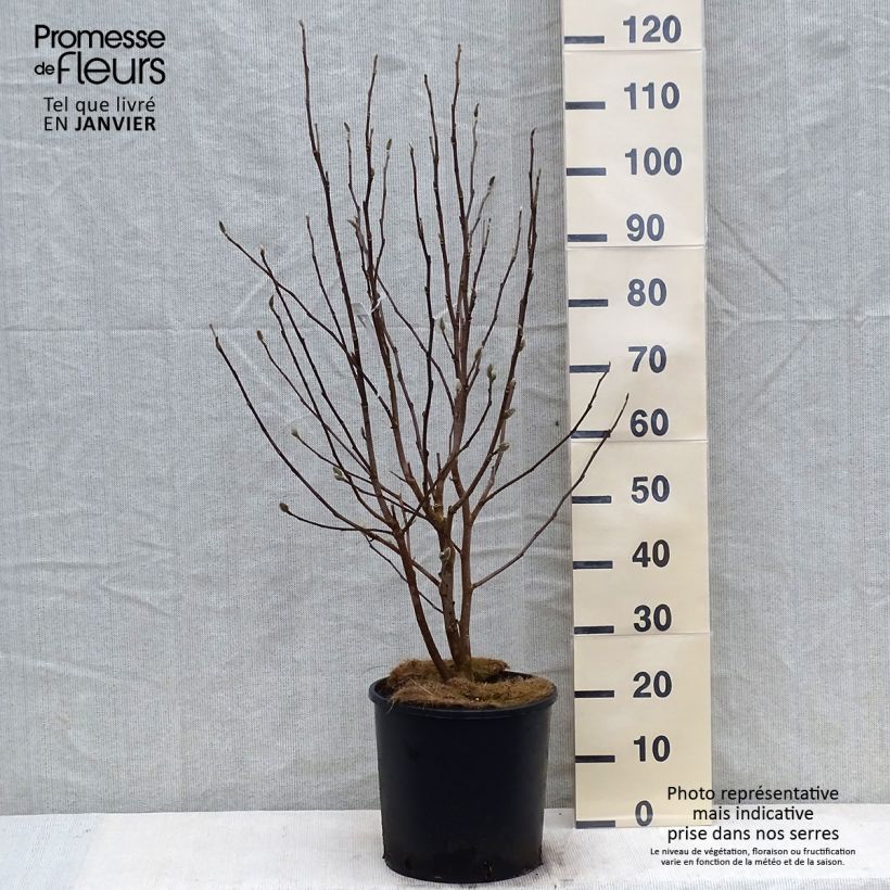 Spécimen de Magnolia stellata Royal Star  - Magnolia étoilé Pot de 12L/15L tel que livré en hiver