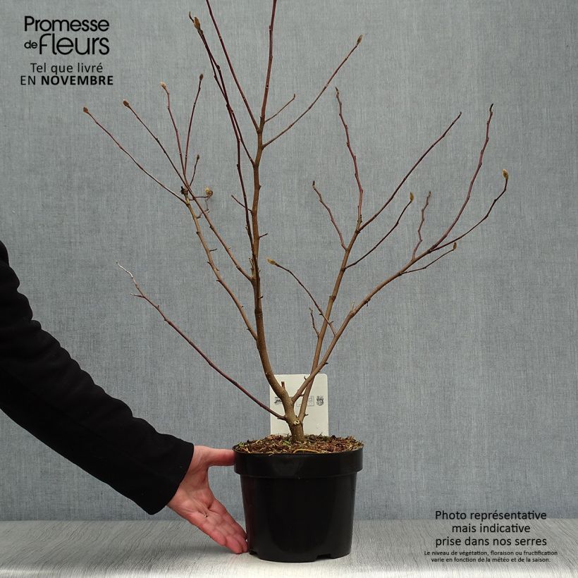 Spécimen de Magnolia stellata Royal Star  - Magnolia étoilé Pot de 3L/4L tel que livré en automne