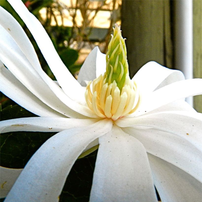 Magnolia stellata Royal Star - Magnolia étoilé (Floraison)