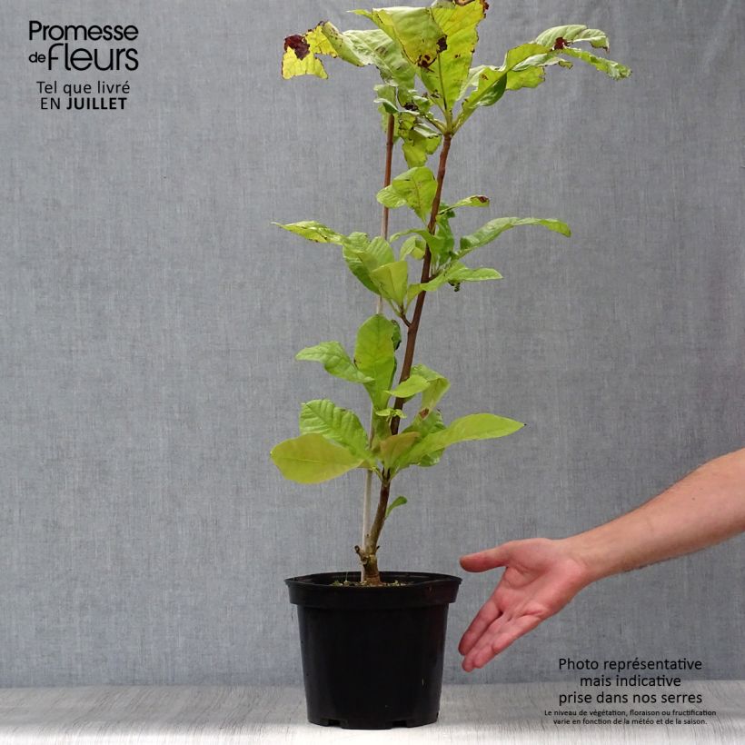 Spécimen de Magnolia tripetala - Magnolia parasol Pot de 3L/4L tel que livré en été