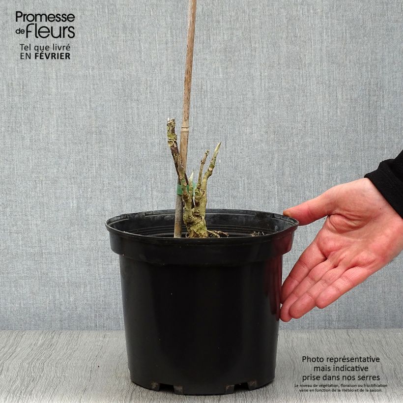 Spécimen de Magnolia tripetala - Magnolia parasol Pot de 3L/4L tel que livré en hiver