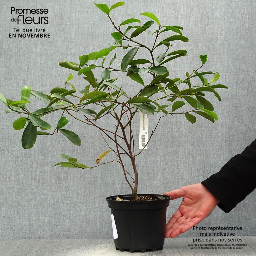 Spécimen de Magnolia yunnanensis - Michelia Pot de 3L/4L tel que livré en automne