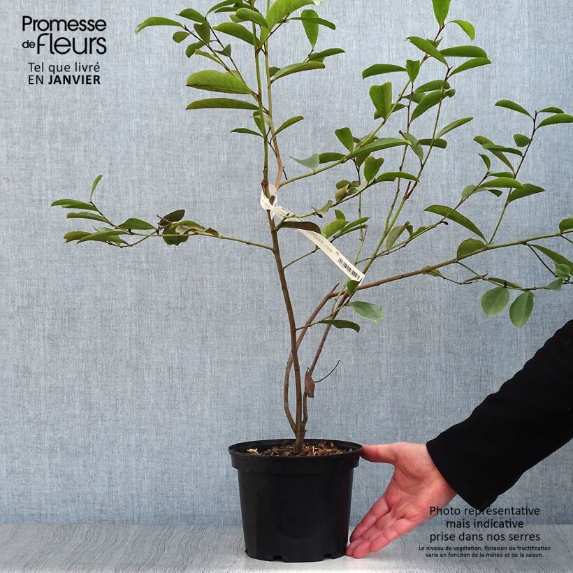 Spécimen de Magnolia yunnanensis - Michelia Pot de 3L/4L tel que livré en hiver