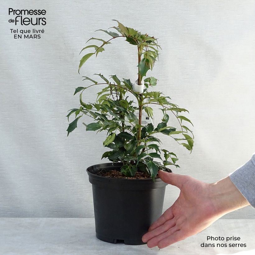 Spécimen de Mahonia Cabaret Pot de 2L/3L tel que livré au printemps