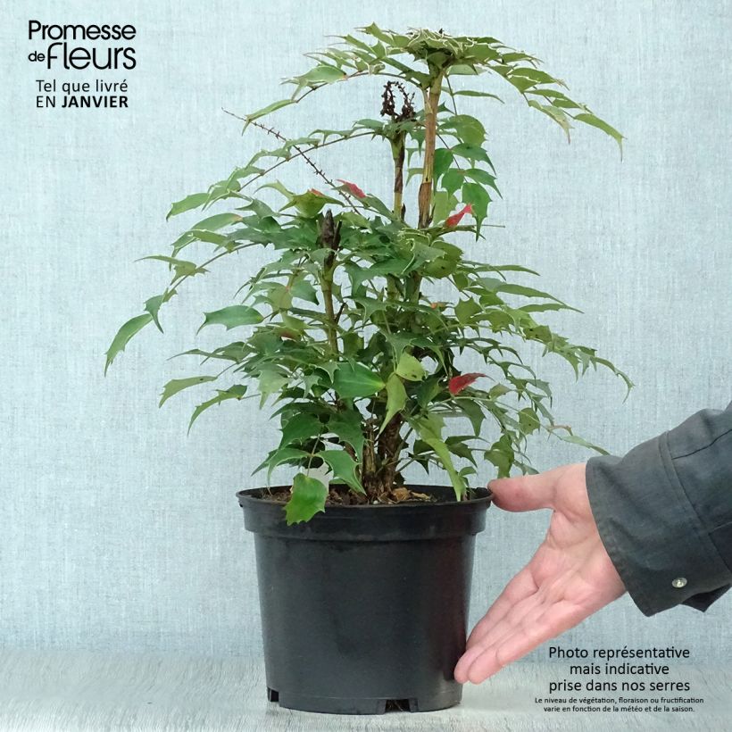 Spécimen de Mahonia Cabaret Pot de 2L/3L tel que livré en hiver